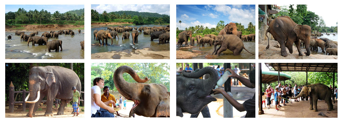 Elephant Orphanage Pinnawala, Sri Lanka