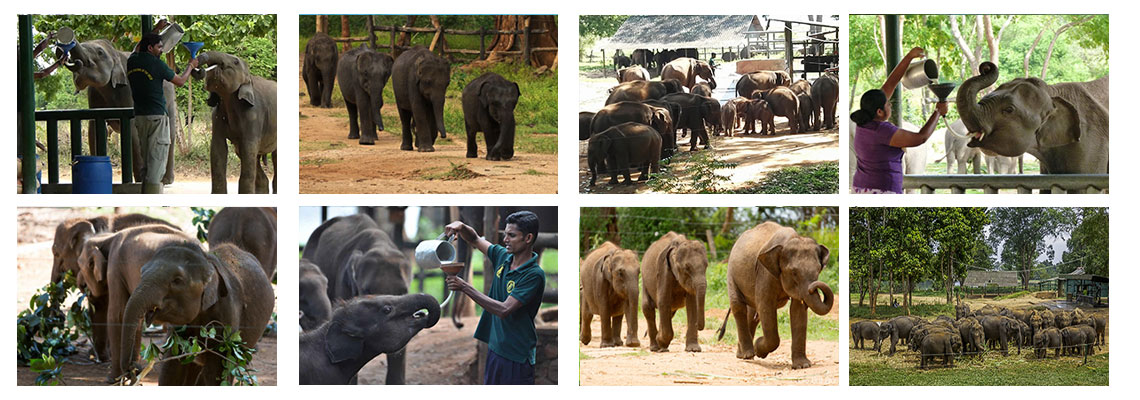 Udawalawe Elephant Transist Home, Tours in Sri Lanka