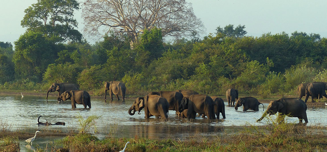 Holidays in Sri Lanka, Nature Ceylon Tours & Travels