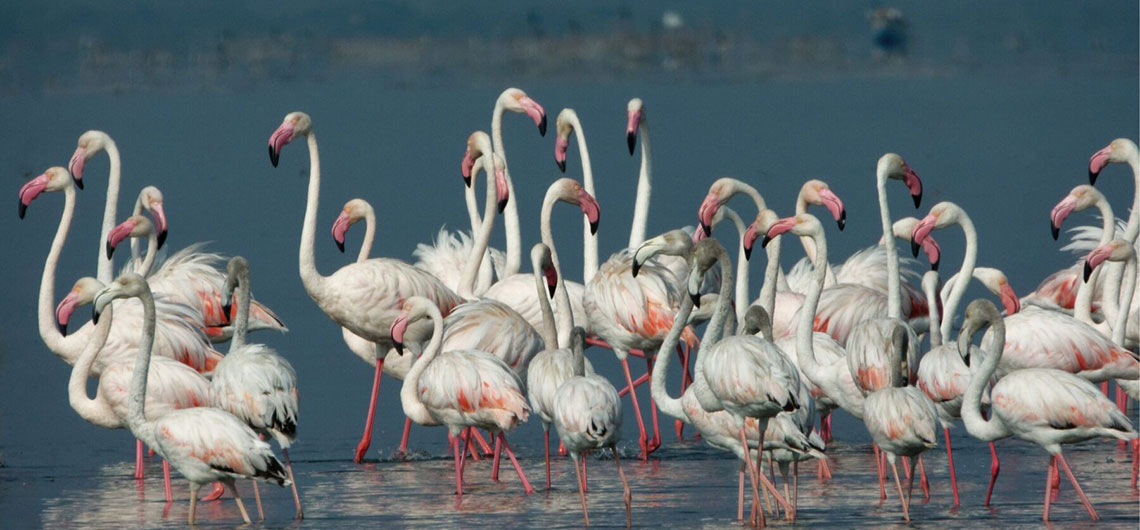 Bundala National Park Sri Lanka