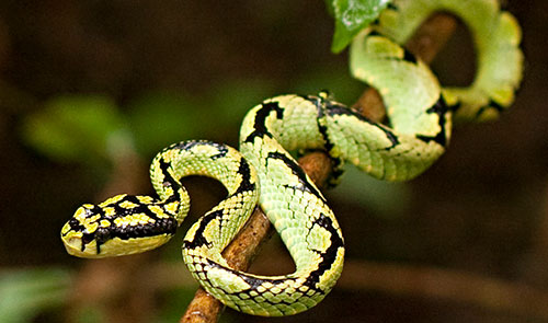 Sinharaja Rain Forest Sri Lanka, Tours in Sri Lanka